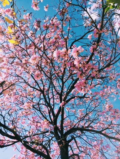 粉色有花瓣的开花的树
